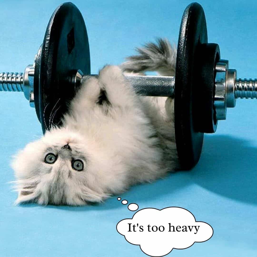 Cat Lifting
