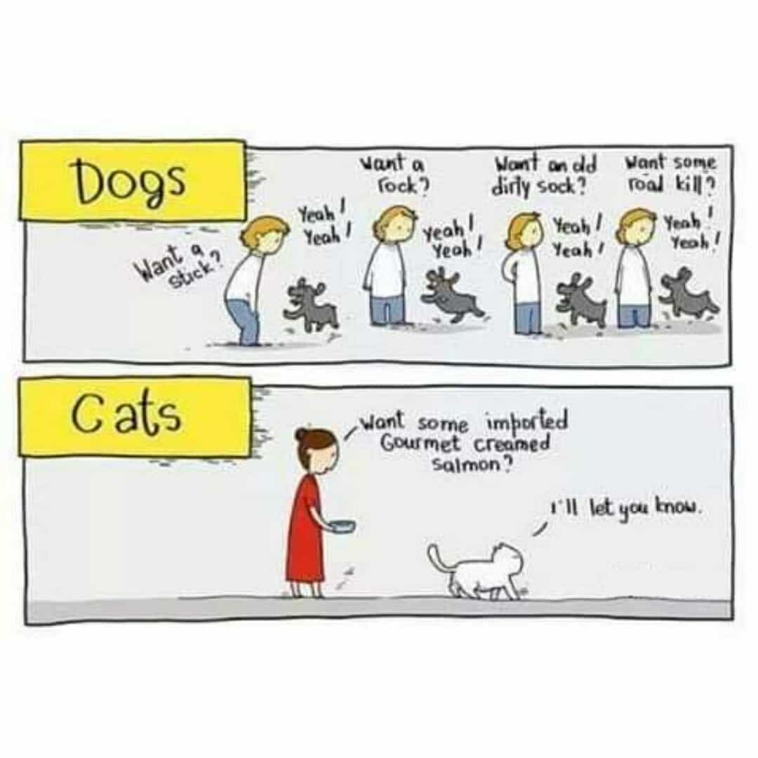 Doggy Vs catty