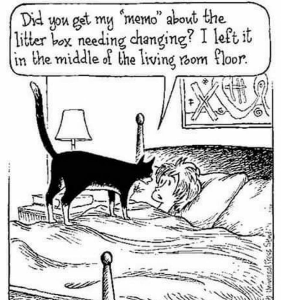 Cartoon of a person in bed with a cat standing on the bed telling them they left a memo about changing the litter box in the living room.