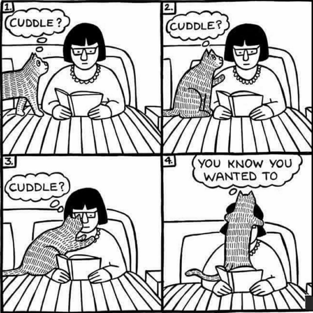 Just cat things