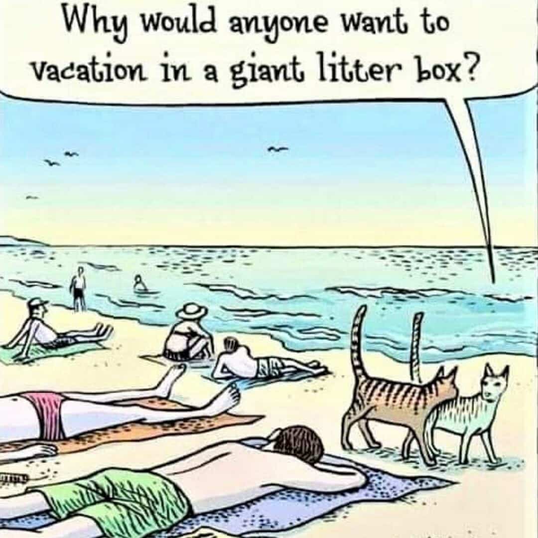 Litter box vacation