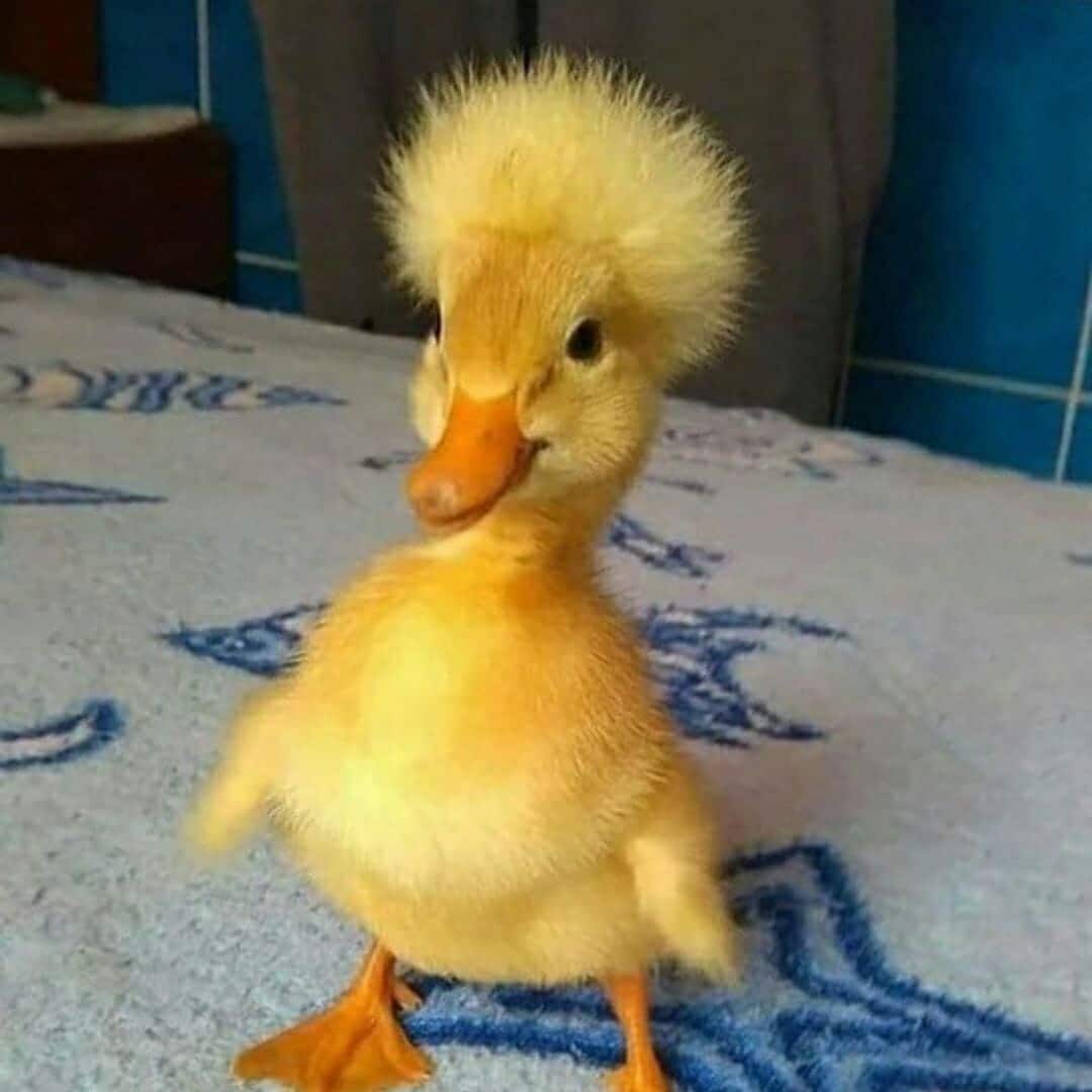 New rapper in town