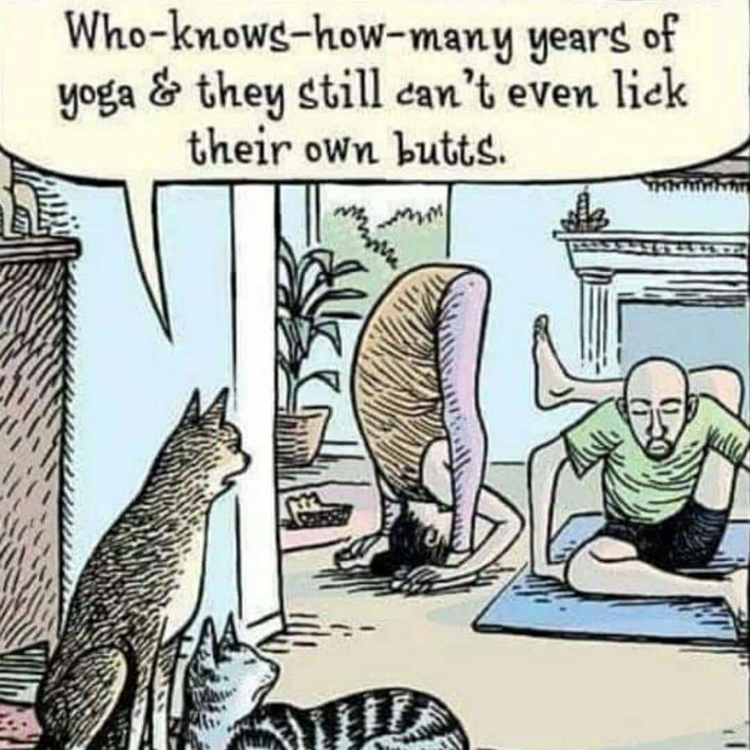 What about the cat pose