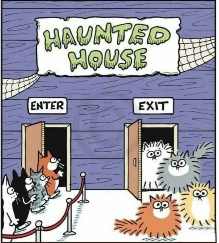 Cartoon of cats entering a haunted house and leaving looking disturbed and puffed up
