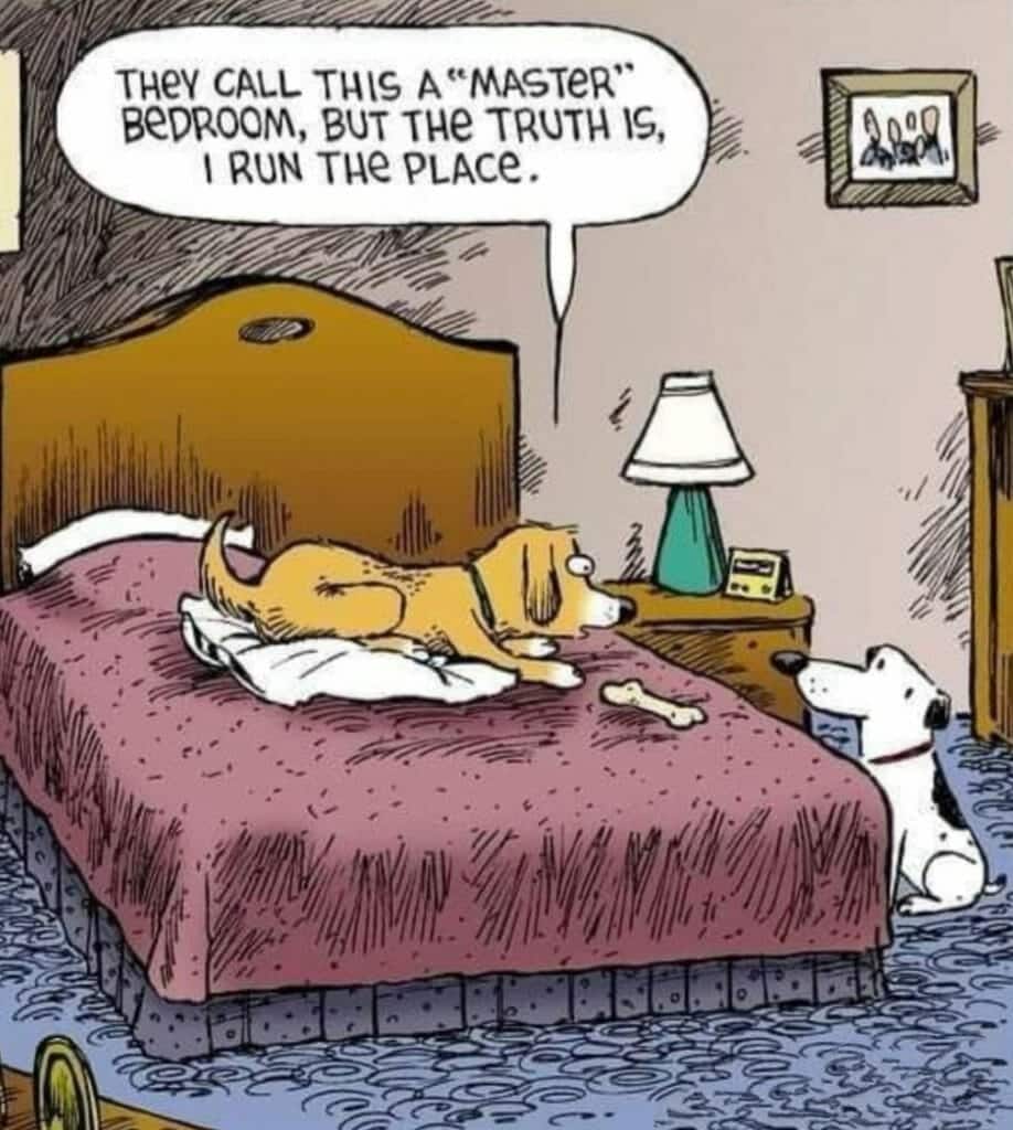 Cartoon of a dog lying on a bed declaring control over the bedroom to another dog sitting on the floor.
