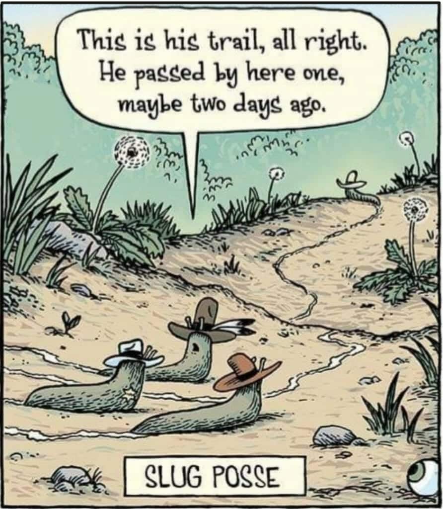 Cartoon of three slugs wearing cowboy hats following a winding trail, with one slug saying he saw someone pass by maybe two days ago. The scene is a dirt path with plants around.