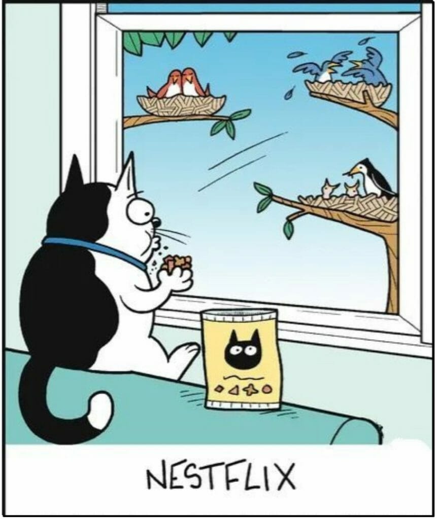 A cartoon cat watching three bird nests outside its window, snacking from a bag, with the caption 'Nestflix'.