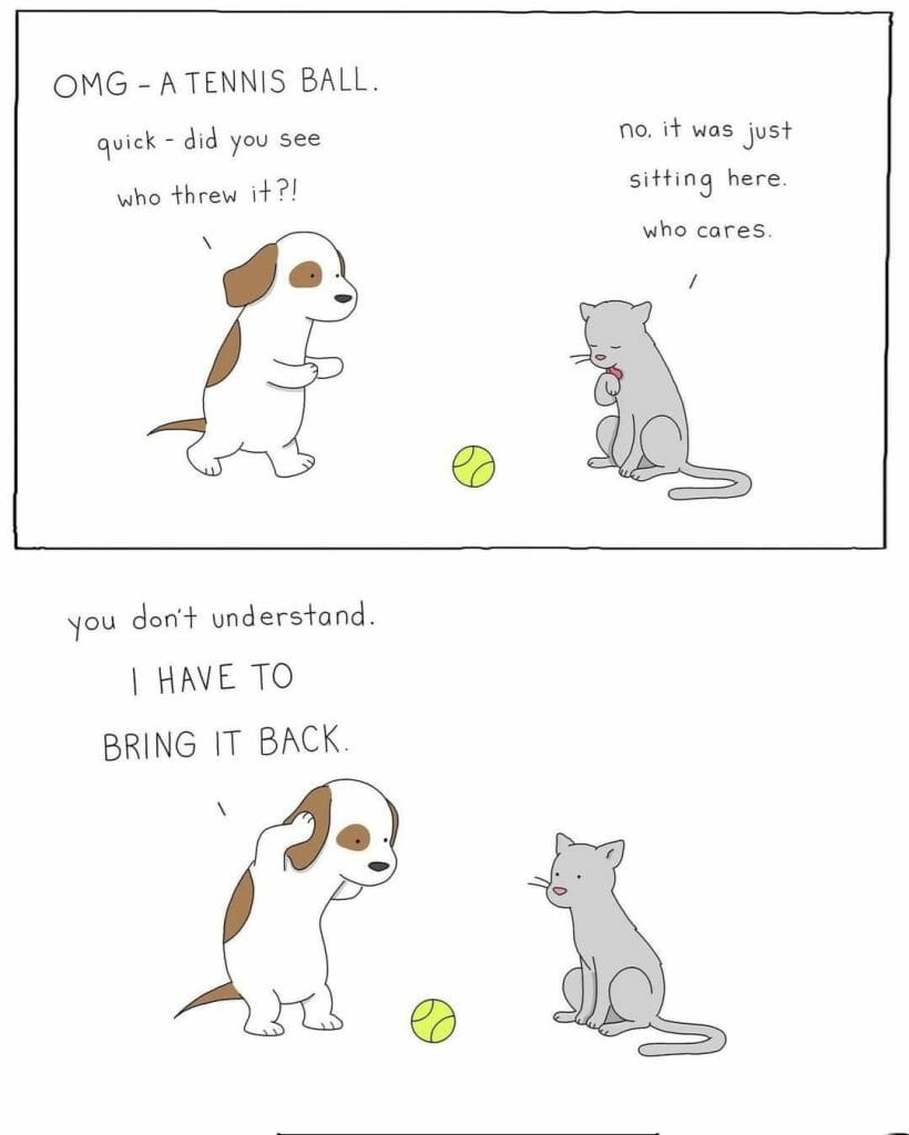 Cartoon dog and cat debating the significance of a tennis ball on the ground.