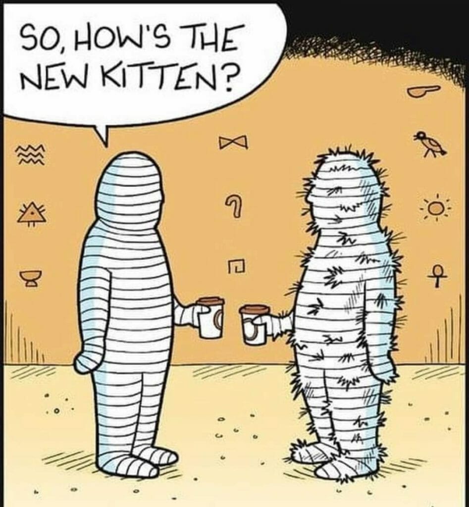 Cartoon of two mummies talking, one asking 'So, how's the new kitten?' while the other has many scratch marks and little cat silhouettes stuck in its wrappings.
