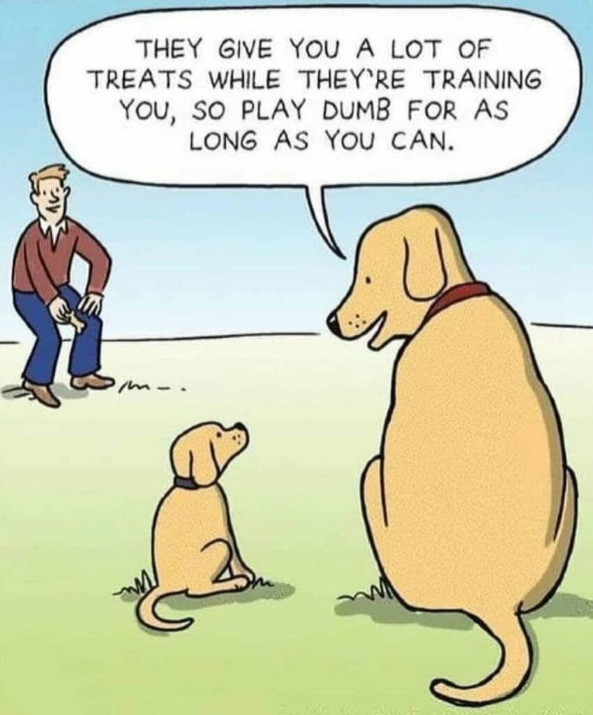 Cartoon of two dogs, an adult and a puppy, with a man pointing and training the puppy. The adult dog advises the puppy about getting treats by playing dumb.
