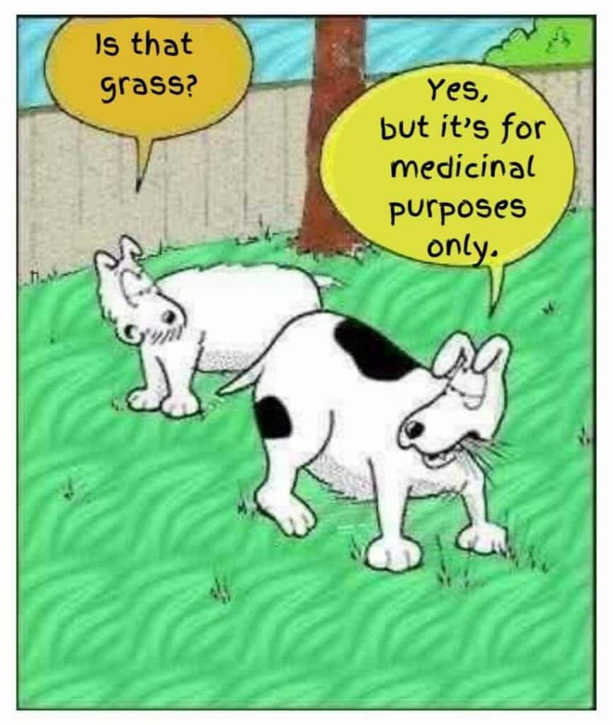 Cartoon of two dogs in a backyard. One dog asks if the grass is for medicinal purposes; the other dog confirms it is.