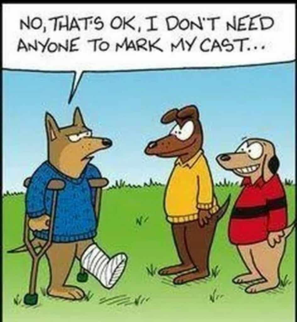 A cartoon of three dogs standing on grass. One dog has a cast on his leg and is using crutches, telling the others he doesn't need help marking his cast.