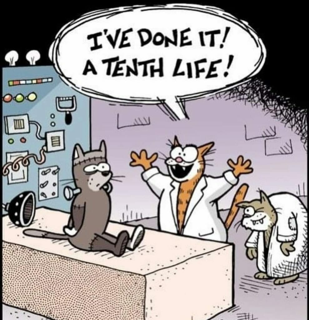 Cartoon of three cats wearing lab coats in a lab. One cat excitedly declares, 'I've done it! A tenth life!' while another cat sits on a table, and a third cat stands behind in a robe.
