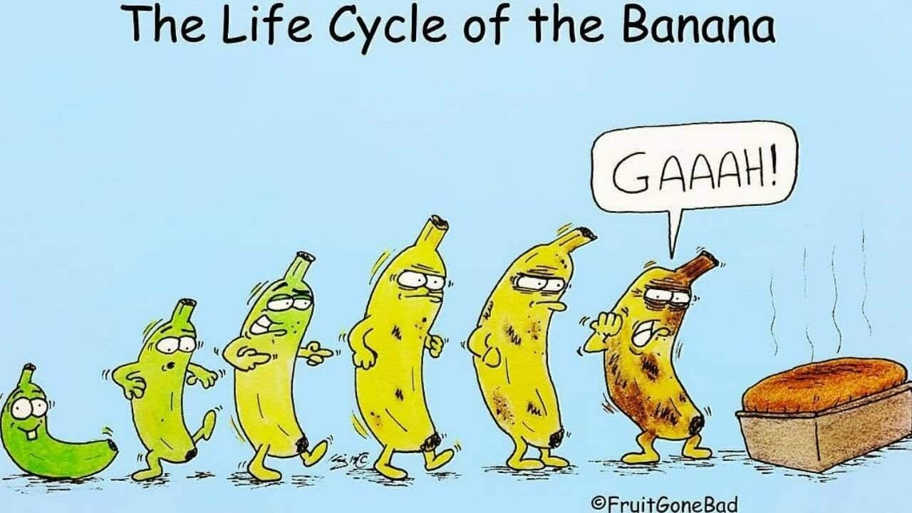 banana