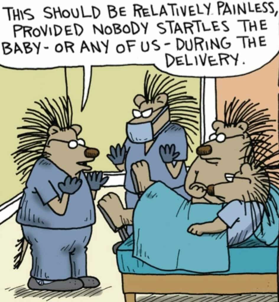 Cartoon of porcupines in a delivery room, one in scrubs giving instructions to others, one porcupine mother lying in a hospital bed.