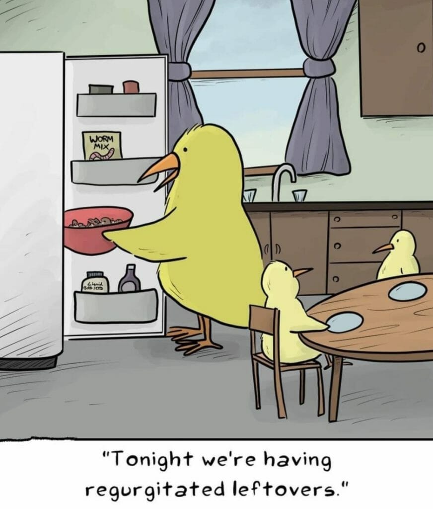 Cartoon of a bird parent feeding its chicks regurgitated food from a bowl in a kitchen setting.
