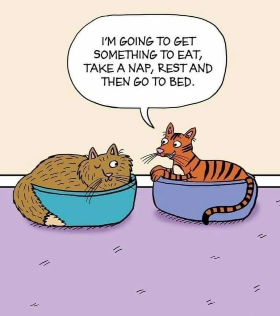 Cartoon of two cats each sitting in small bowls, one cat says, 'I'm going to get something to eat, take a nap, rest and then go to bed.'