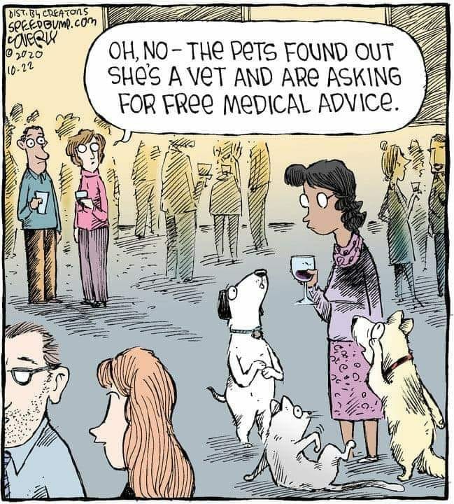 Free medical advice from Vet