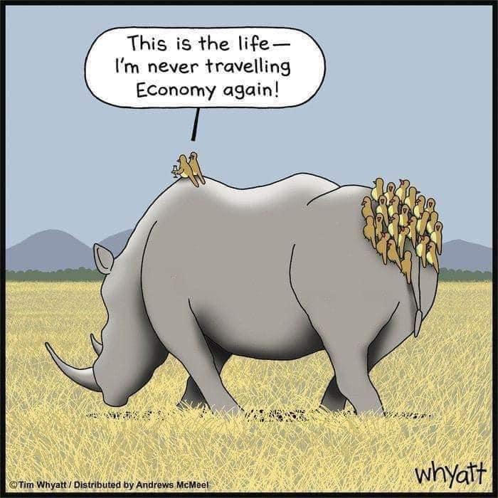 Cartoon of a rhino with many small birds perched on its back; one bird says it's never traveling economy again.