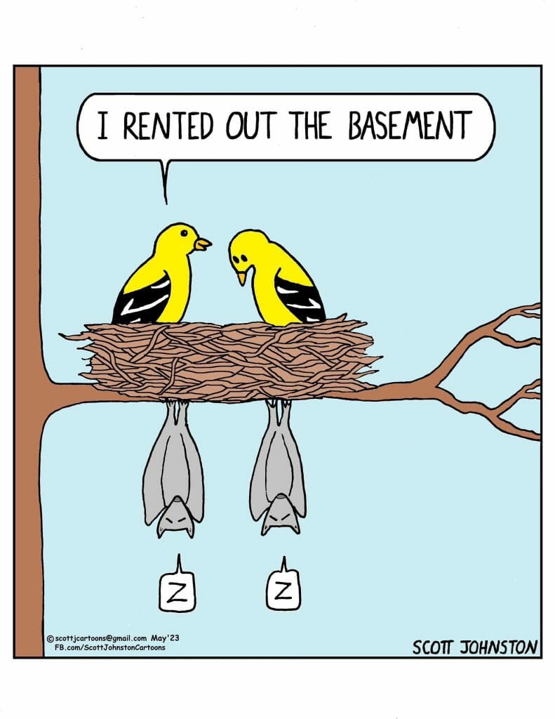 Two yellow birds sitting in a nest on a tree branch above two sleeping bats hanging upside down beneath them.