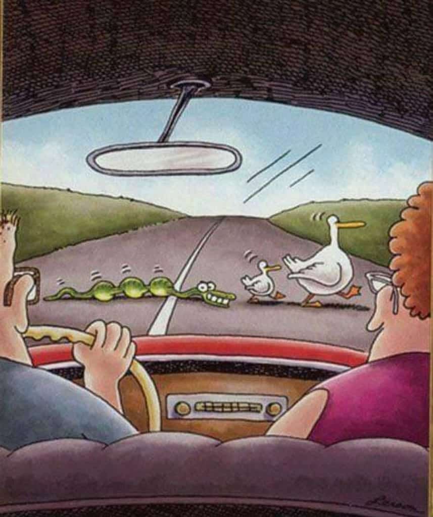 Cartoon of a couple in a car watching a snake and two ducks crossing a road ahead.
