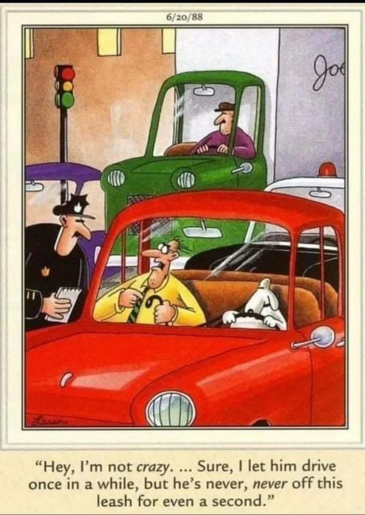 Cartoon of a man being pulled over by a policeman while his dog drives the car.