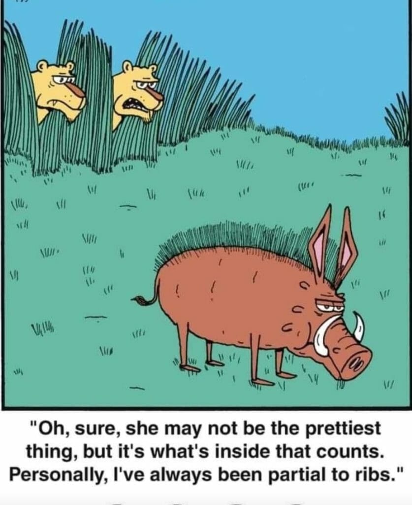 Cartoon of two lions hiding in the bushes looking at a warthog with large ribs, caption reads a lion saying he is partial to ribs despite appearance.
