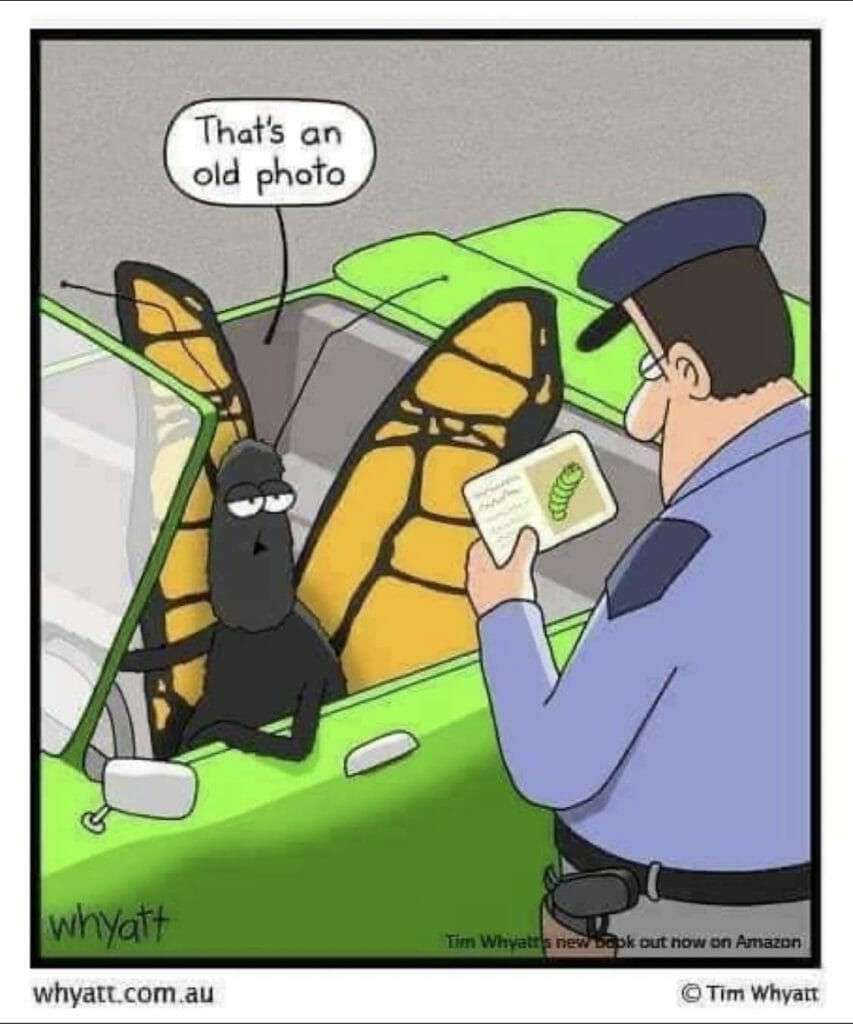 Cartoon of a butterfly driver with closed wings talking to a police officer checking insect ID card.