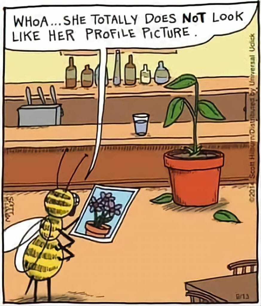 Cartoon of a bee looking at a photo of a flowering plant while standing next to a wilting potted plant with only leaves