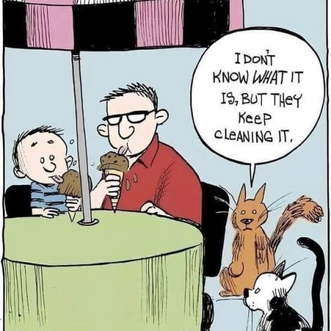 Two people sitting at a table with ice cream, two cats watching nearby; one cat says, "I don't know what it is, but they keep cleaning it."