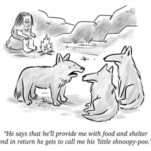 A caveboy sitting near a campfire talks to two wolves with a third wolf explaining the arrangement.