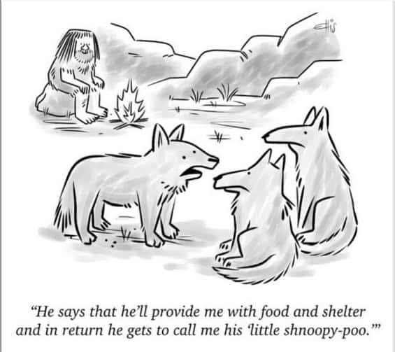 A caveboy sitting near a campfire talks to two wolves with a third wolf explaining the arrangement.
