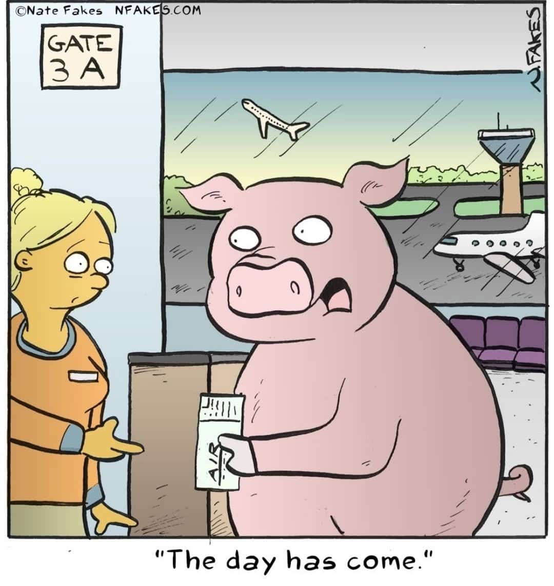 Cartoon of a pig holding a plane ticket at an airport gate with a worried expression, and a woman in airport staff uniform gesturing towards a closed door.