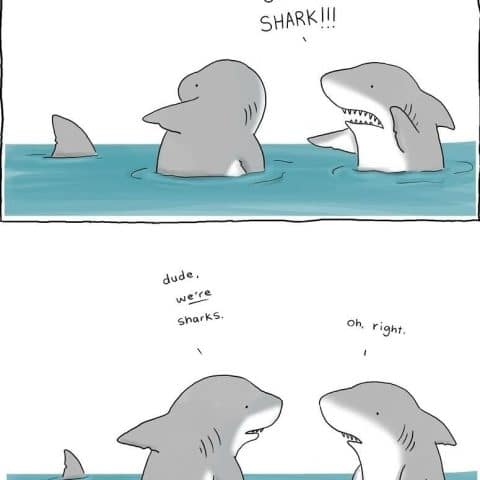 Two sharks in water reacting with surprise to a shark fin, then realizing they themselves are sharks.