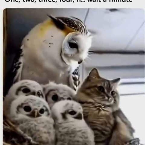 An adult owl looking down at four fluffy owlets and a cat sitting closely among them, all perched together indoors.