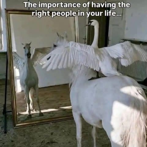 A white horse facing a mirror that reflects a swan with wings spread wide instead of the horse's reflection.