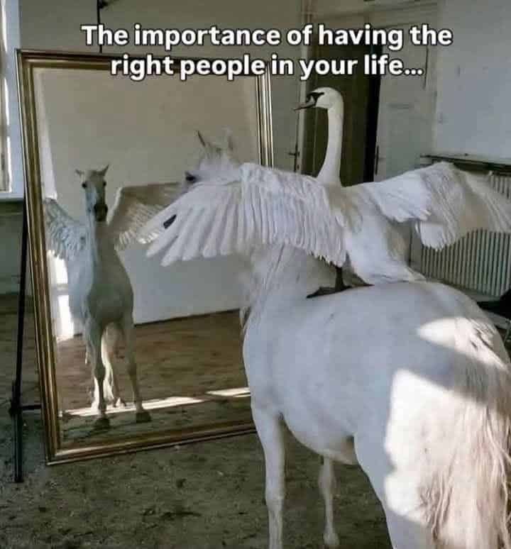 A white horse facing a mirror that reflects a swan with wings spread wide instead of the horse's reflection.