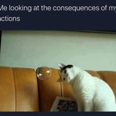A white cat with black markings staring intently at a floating bubble above a brown couch.