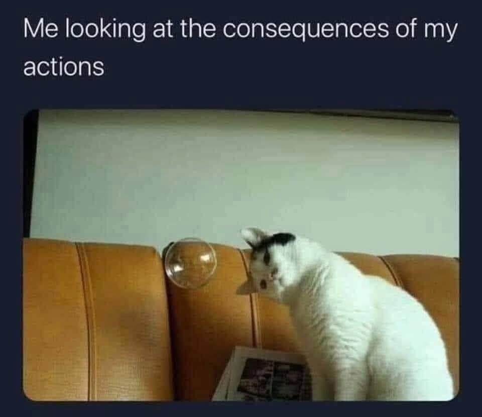 A white cat with black markings staring intently at a floating bubble above a brown couch.
