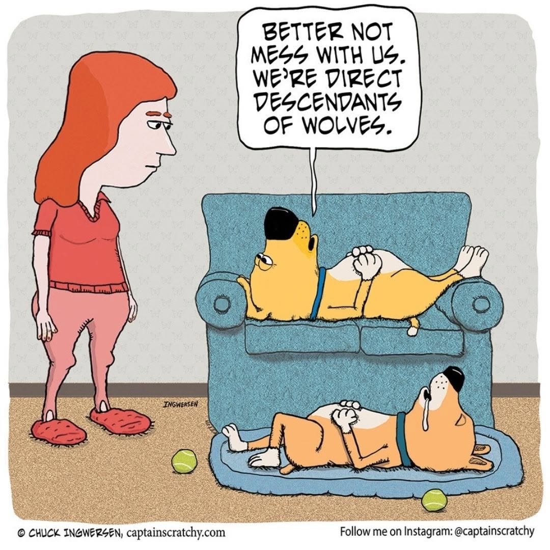 Two dogs, one lying on a couch and one on a dog bed, with a woman standing nearby. One dog says, Better not mess with us. We're direct descendants of wolves.