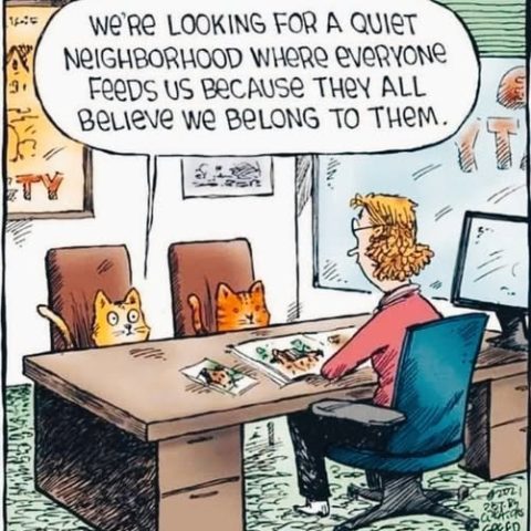 Two orange cats sitting in office chairs at a desk with a human, one cat saying they want a quiet neighborhood where everyone feeds them.