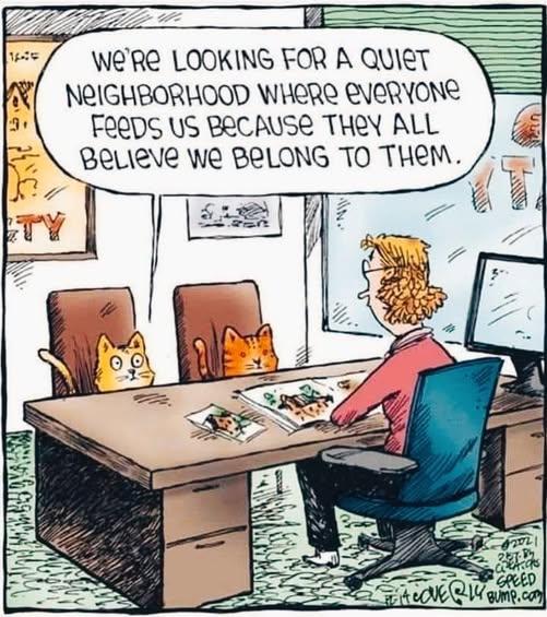 Two orange cats sitting in office chairs at a desk with a human, one cat saying they want a quiet neighborhood where everyone feeds them.