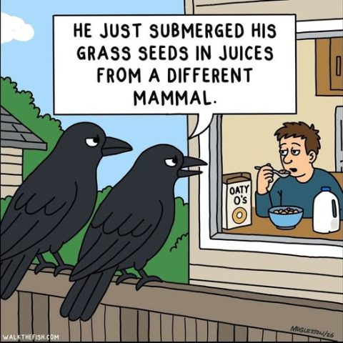 Two black crows perched on a fence outside a window where a man is eating cereal from a blue bowl, with a box of Oaty O's cereal and a milk jug on the table.