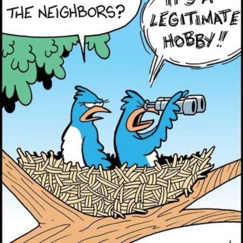 Two blue birds sitting in a nest on a tree branch, one using binoculars, the other looking annoyed. One bird says, "Are you watching the neighbors?" The other replies, "It's a legitimate hobby!"