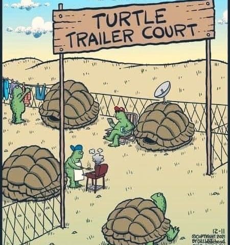 Several turtles in an enclosed area resembling a trailer park, with each turtle's shell acting as a trailer home. One turtle is grilling, another is lounging with a drink and satellite dish on its shell, and laundry hangs on a line nearby. A wooden sign reads 'Turtle Trailer Court'.