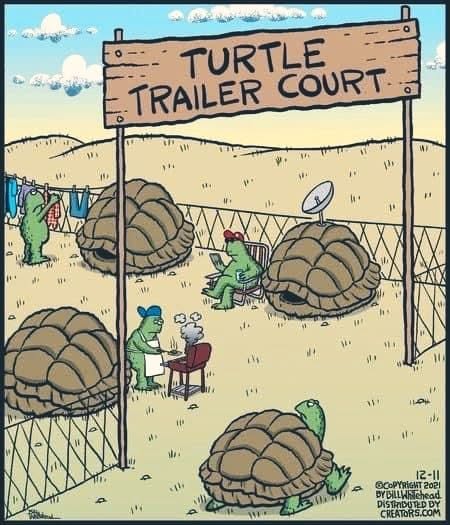 Several turtles in an enclosed area resembling a trailer park, with each turtle's shell acting as a trailer home. One turtle is grilling, another is lounging with a drink and satellite dish on its shell, and laundry hangs on a line nearby. A wooden sign reads 'Turtle Trailer Court'.