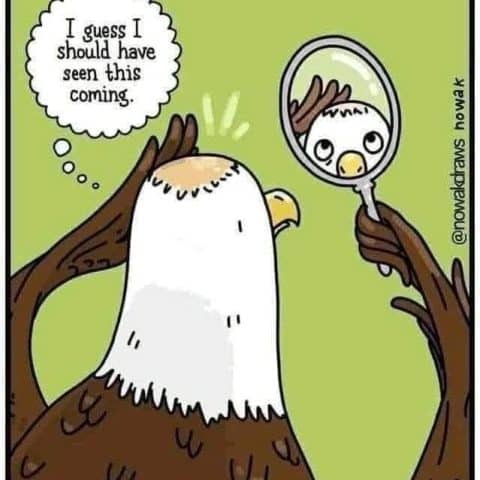 Cartoon of a bald eagle holding a mirror looking at its bald spot and thinking it should have seen this coming.
