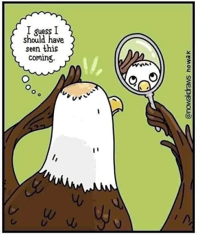 Cartoon of a bald eagle holding a mirror looking at its bald spot and thinking it should have seen this coming.