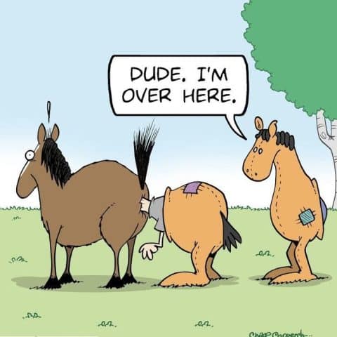 Three horses standing on grass with a tree in the background; one horse is bent over with its head near another horse's rear, while the third horse looks on and says 'Dude, I'm over here.'