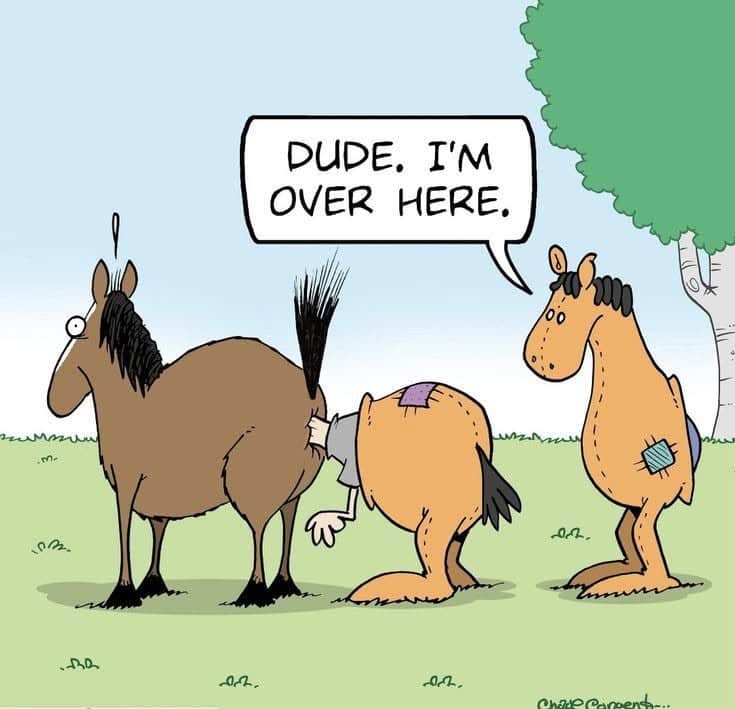 Three horses standing on grass with a tree in the background; one horse is bent over with its head near another horse's rear, while the third horse looks on and says 'Dude, I'm over here.'